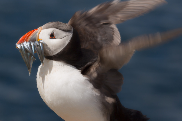puffin taking off