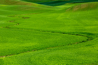 Palouse Green