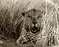 Leopard at Okonjima 2