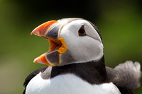 puffin with mouth open 2
