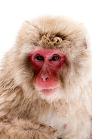 Monkey Faces (7)