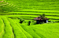 Bali Terraces I