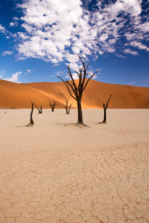 Dead Vlei Camel Thorns 10