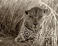 Leopard at Okonjima 1