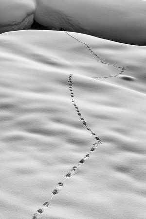 Yellowstone Animal Tracks (2)