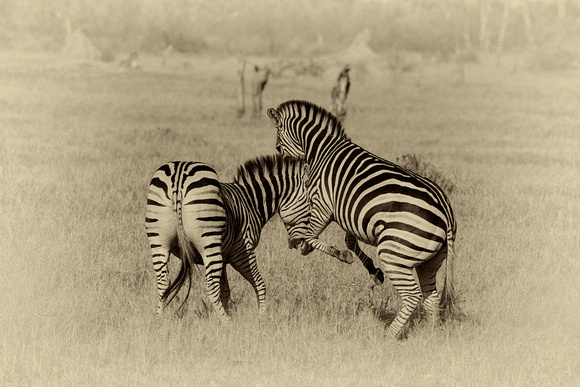 Zebras fighting at Okavango Delta