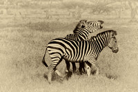 Zebras fighting at Okavango Delta