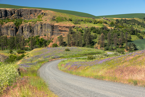 Palouse Flower Valley